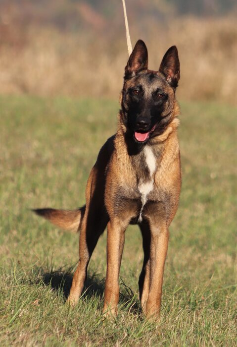 Pia